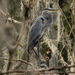 Blue Heron Resting! by rickster549