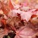 Sugar Maple Leaves by harbie