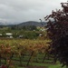 Thorn Hill Vineyards  by 365projectorgkaty2