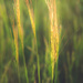 Grass by nicolecampbell