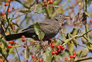 22nd Oct 2016 - ANOTHER BIRD IN A BUSH