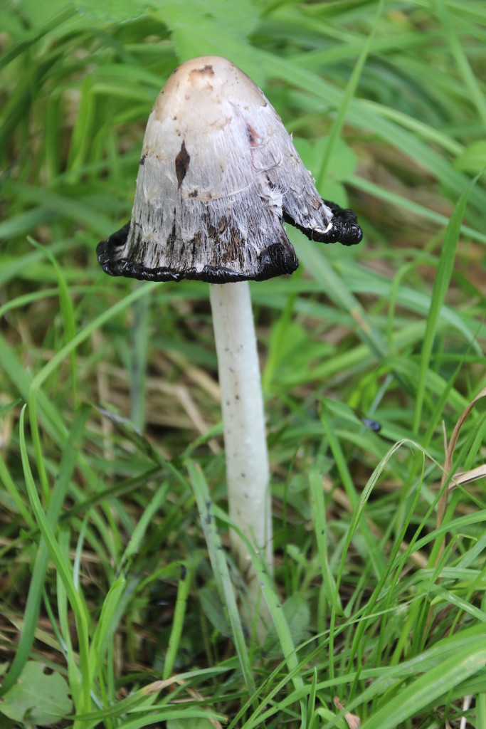 fungus by mariadarby