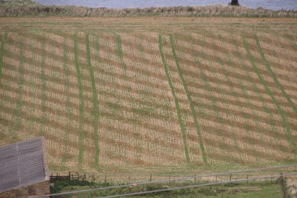 Ploughing patterns beside the Cleveland Way by mariadarby