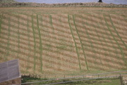 5th Oct 2016 - Ploughing patterns beside the Cleveland Way