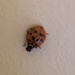 Ladybird, ladybird, fly away home! by jeff