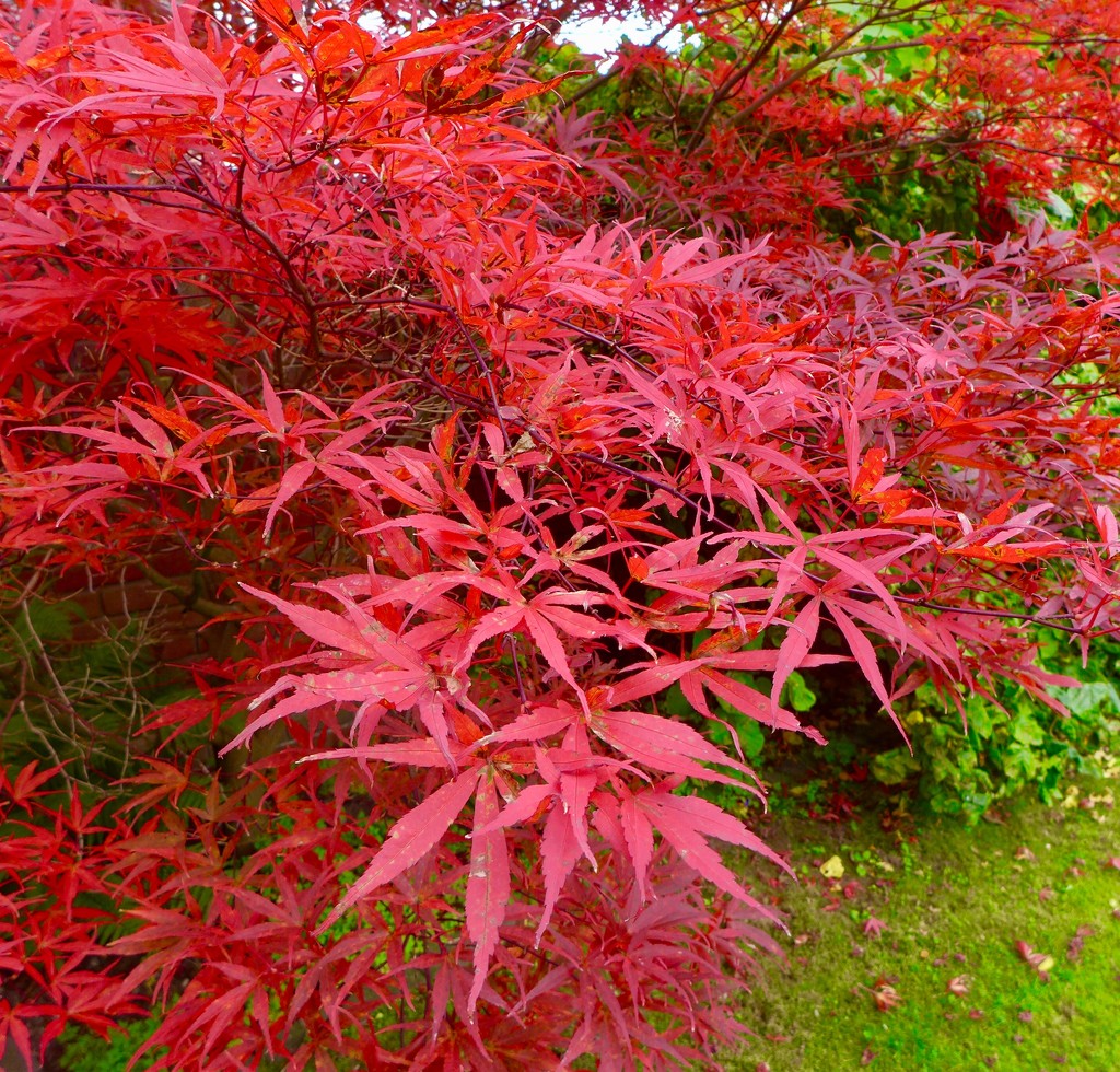 Vibrant acer by orchid99