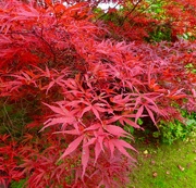 28th Oct 2016 - Vibrant acer