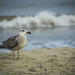 Seabird by the Seashore by lyndemc