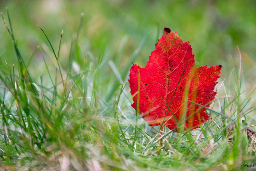Maple leaf by novab