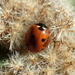 Ladybug Nest by cjwhite