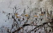 28th Oct 2016 - Reflections and Ripples