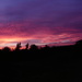 Sunset at Colchester zoo by bizziebeeme