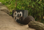 28th Dec 2011 - Curious Otter