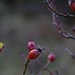 Day 302 - The Autumn berries are aplenty. by wag864