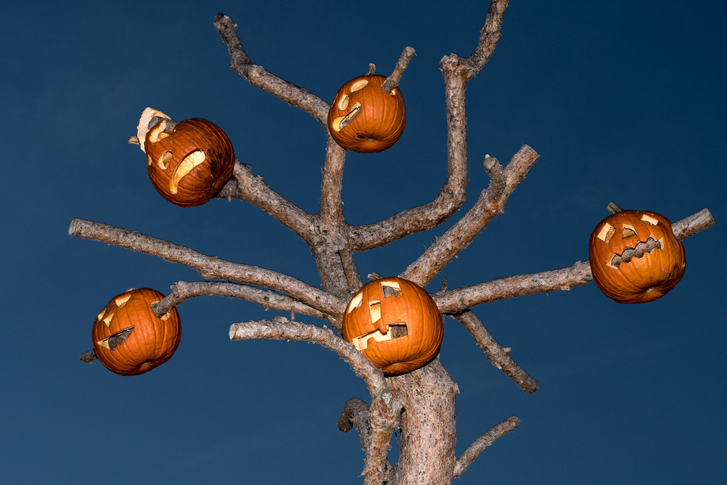 Pumpkin tree is back... by dridsdale