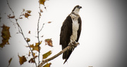 28th Oct 2016 - Osprey Looking Over the Streets of St Augustine!