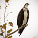 Osprey Looking Over the Streets of St Augustine! by rickster549