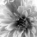 Yellow Mum in BW by daisymiller