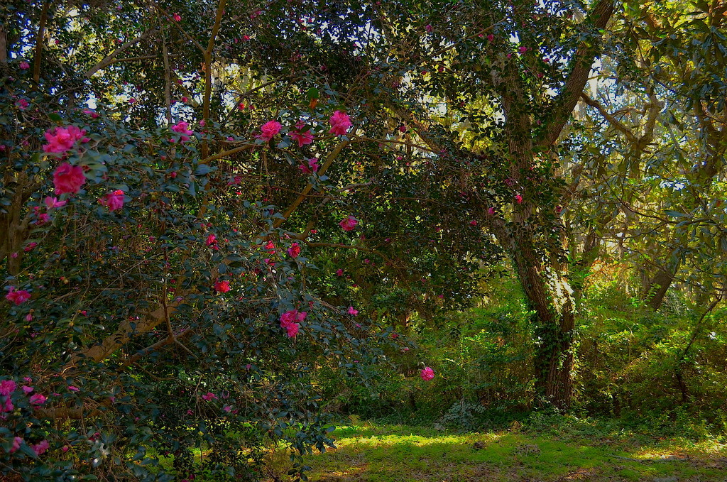 Camellia and live oak, Charleston, SC by congaree