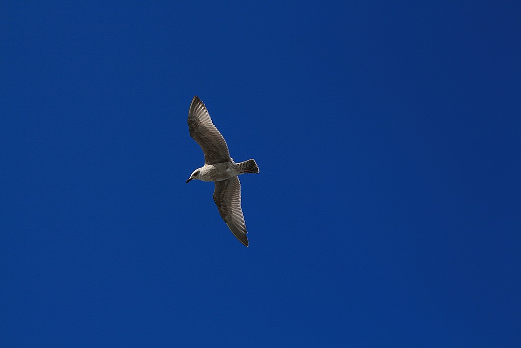 Gliding gull by kiwinanna