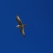 Gliding gull by kiwinanna