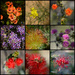 Wildflowers by merrelyn