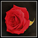 Joe's Rose by essiesue