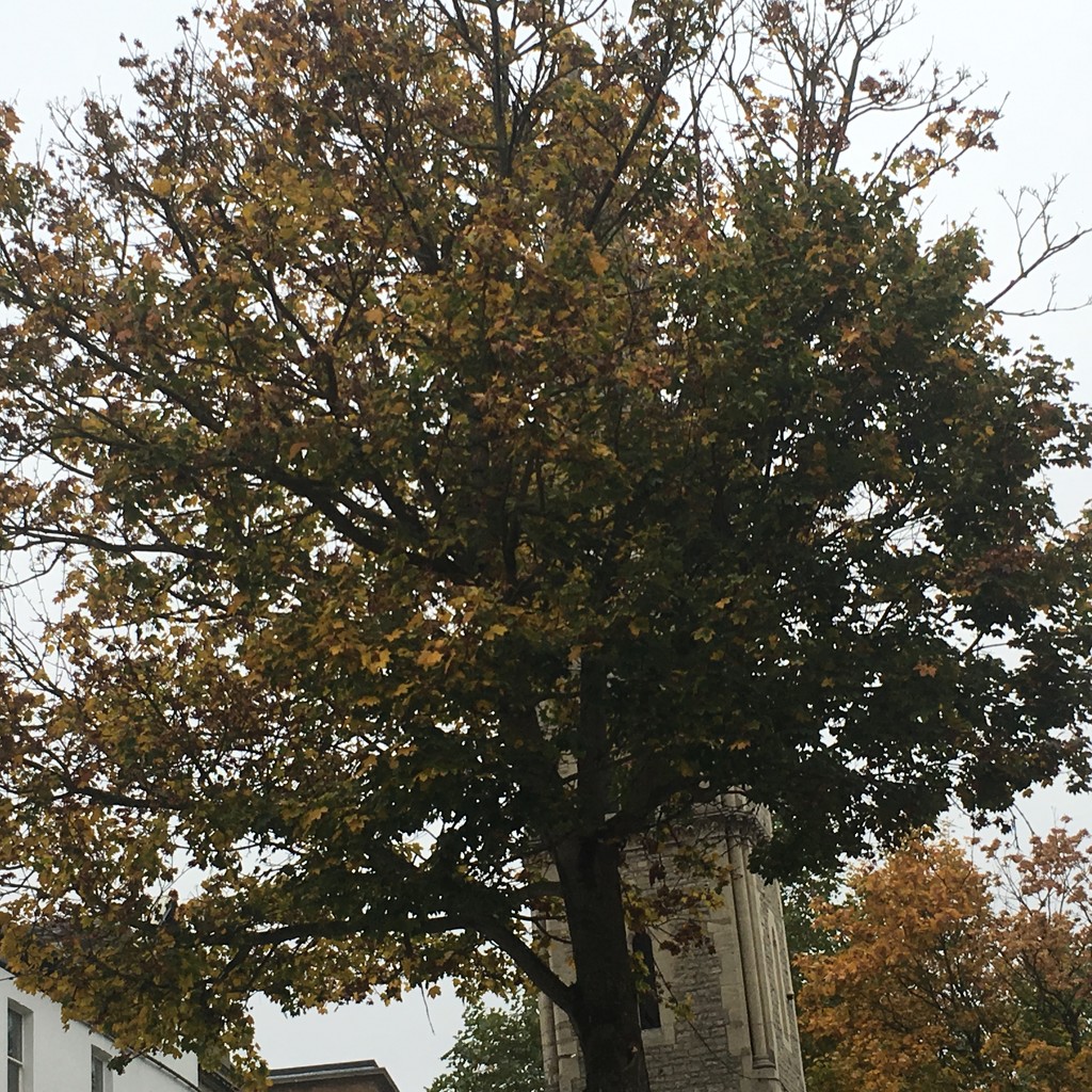 Autumnal tree in Aylesbury town centre by cataylor41