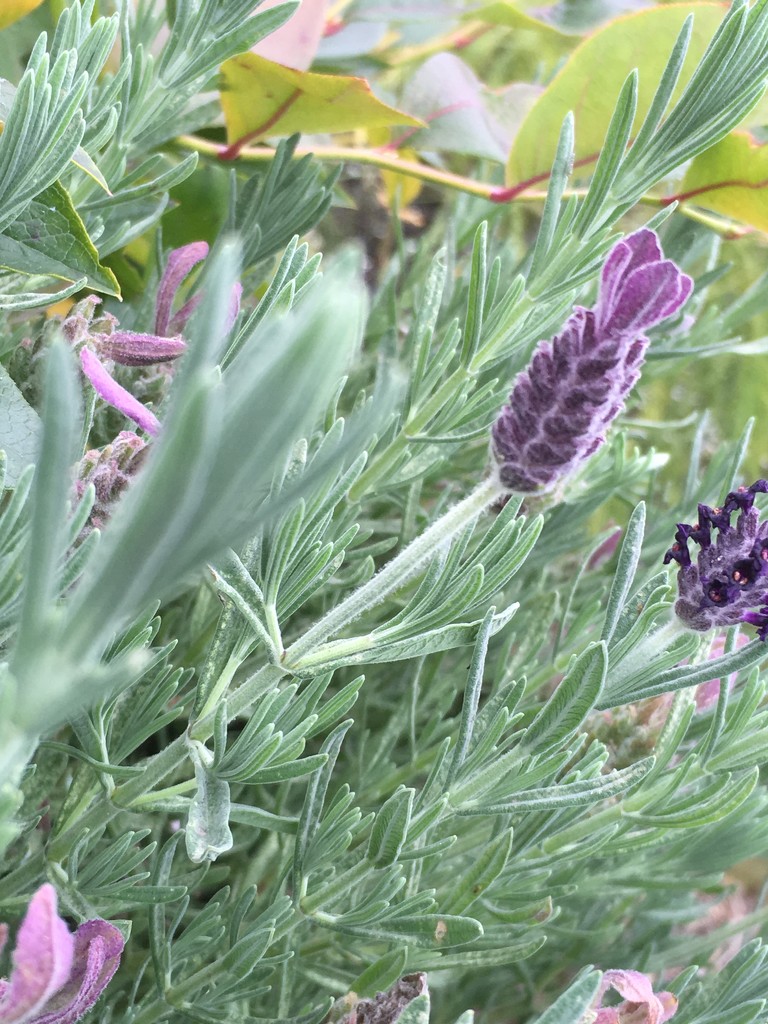 French Lavender Flower by cataylor41