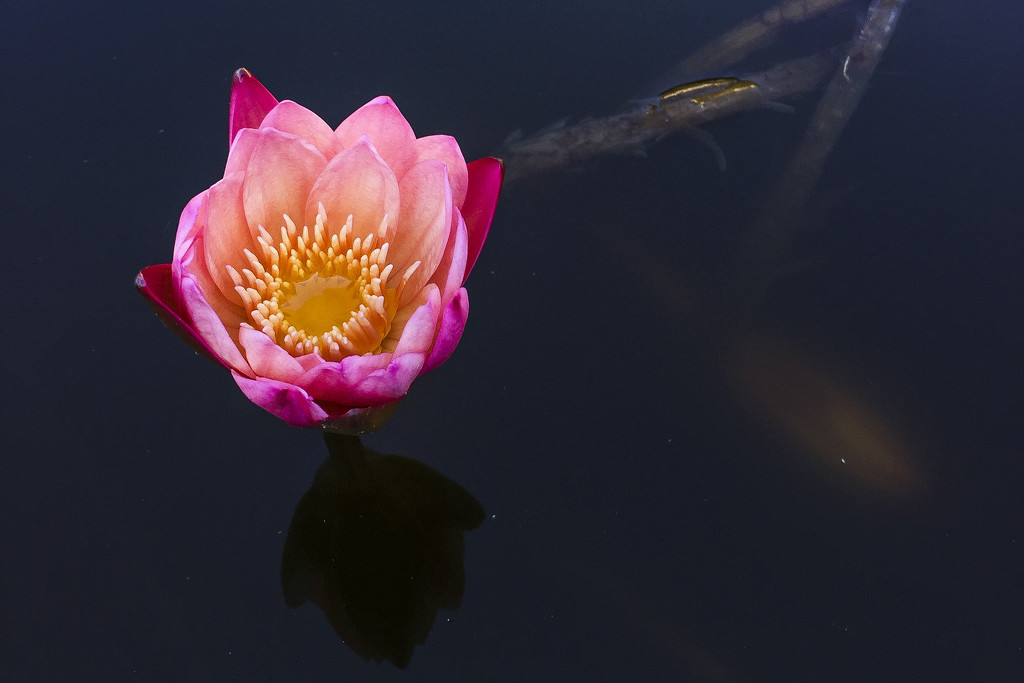 Lily pond by erinhull