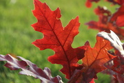 28th Oct 2016 - Red Oak Leaf