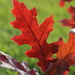 Red Oak Leaf by bjchipman