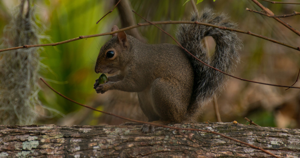Squirrel on the Log! by rickster549