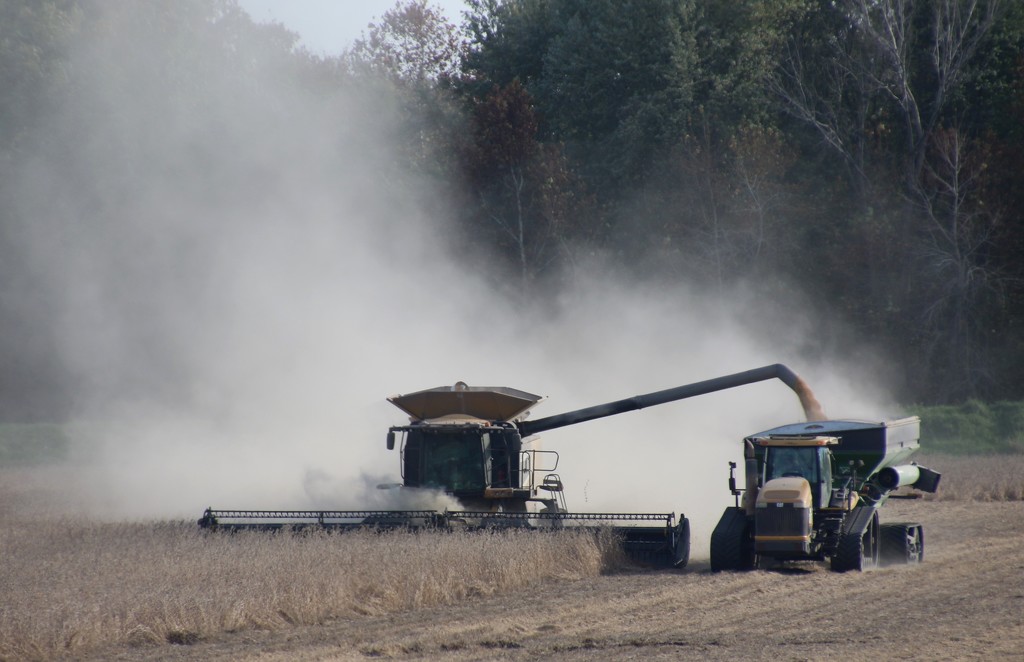 harvesting soybeans is a dusty job by lynnz