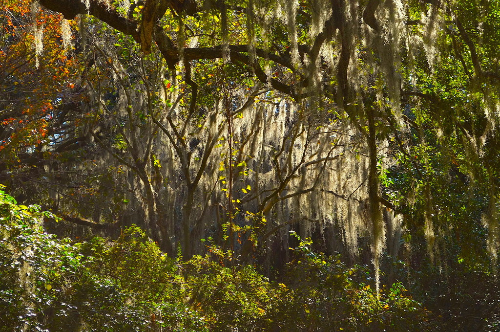Lighted Spanish moss and forest scene by congaree