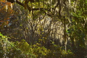 30th Oct 2016 - Lighted Spanish moss and forest scene