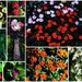 Garden Collage ~ by happysnaps