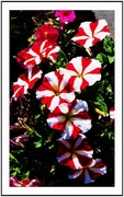 30th Oct 2016 - Red & White Striped Petunias ~