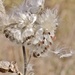 milkweed  by lynnz