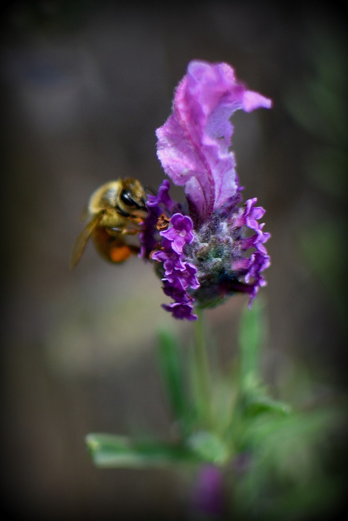 Busy Bee by nickspicsnz