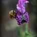 Busy Bee by nickspicsnz