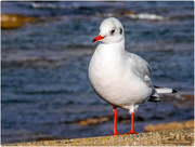 30th Oct 2016 - Black-Headed Gull (Winter Plumage)