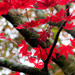 red acer by callymazoo