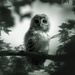 Spooky Owl by dianen