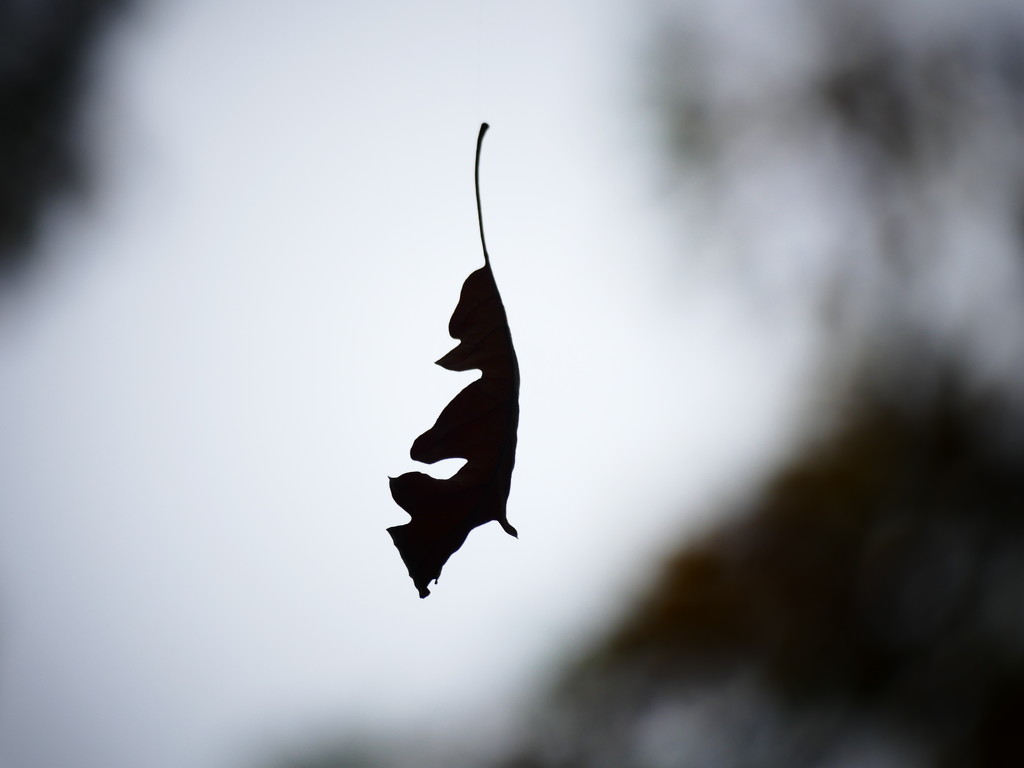 Levitating Leaf by carole_sandford