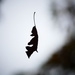 Levitating Leaf by carole_sandford