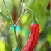 “Devil Pepper” by rhoing