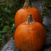 Tis the season...for pumpkins and rain. by gardencat