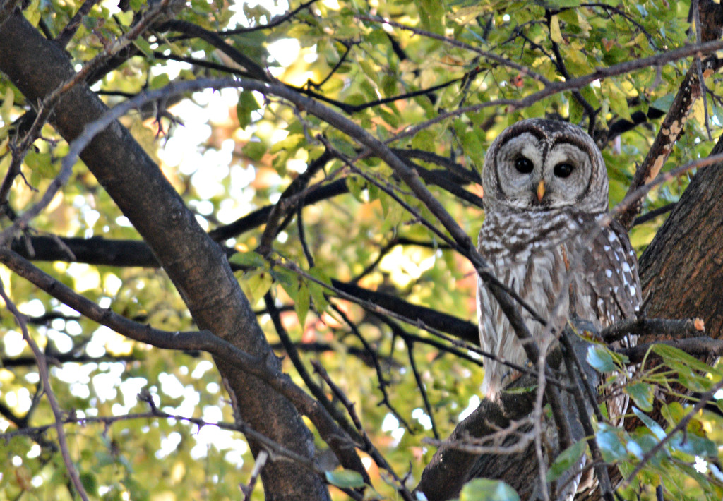 Barnaby the Barred Owl  by mej2011