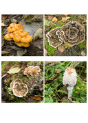 30th Oct 2016 - 2016 10 30 fungi
